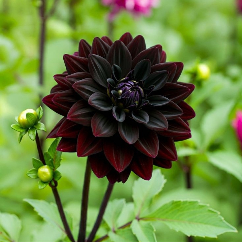 Meet your Posher, Orion